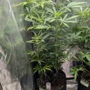 Strawberry Cola Sherbet F1 Sweet Seeds