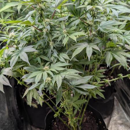 Super Boof Weed Seed Shop