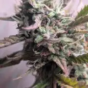 Permanent Jealousy XL Auto Sweet Seeds