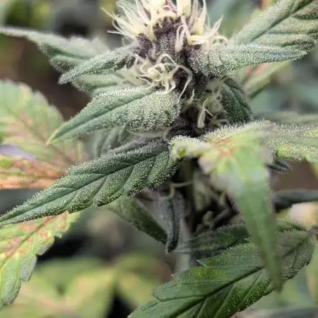 Purple Lemonade Auto Fast Buds Outdoor
