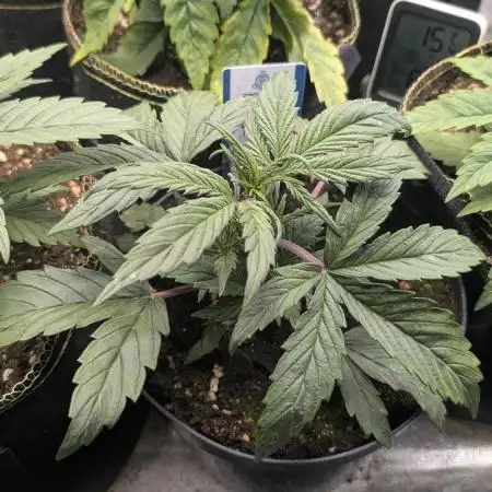 Eternity Grow Cup 2025 Runtz Auto Zamnesia