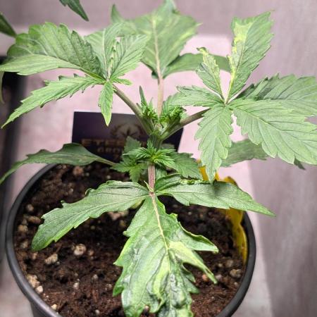 Eternity Grow Cup  Sticky Broccoli Auto