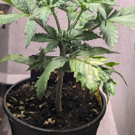 Eternity Grow Cup  Sticky Broccoli Auto