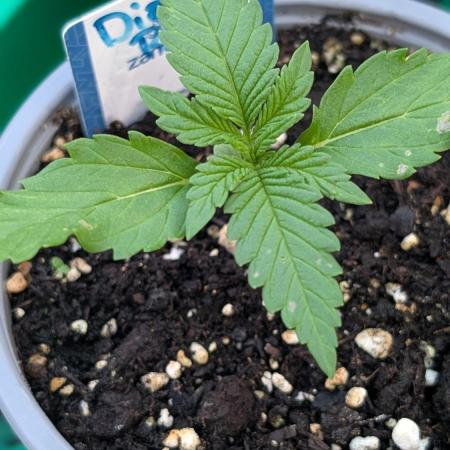 Diablo Rojo XL Auto - Sweet Seeds