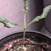 Purple OG Punch