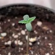 Permanent Jealousy XL Auto Sweet Seeds