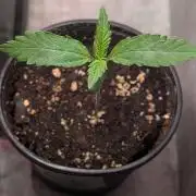 Permanent Jealousy XL Auto Sweet Seeds