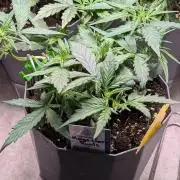 Mango Cherry Runtz