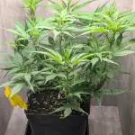 Skunk Auto Fast Buds Mini Grow