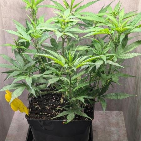 Skunk Auto Fast Buds Mini Grow