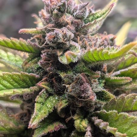 Diablo Rojo XL Auto - Sweet Seeds