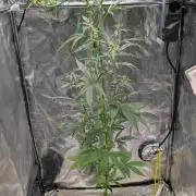 Toffee Pudding Auto Anesia Seeds