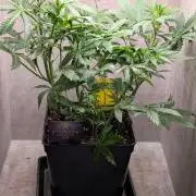 Eternity Grow Cup  Sticky Broccoli Auto