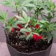 Sundae Frost
