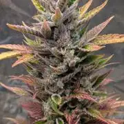 Auto Super Skunk - Sensible Seeds