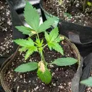 Toffee Pudding Auto Anesia Seeds