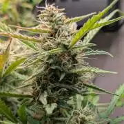 Permanent Jealousy XL Auto Sweet Seeds