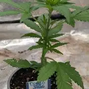 Diablo Rojo XL Auto - Sweet Seeds