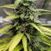 Strawberry Cola Sherbet F1 Sweet Seeds