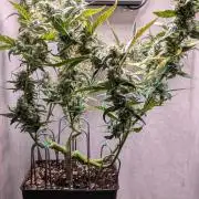 Hindu Kush Auto Sensi Seeds