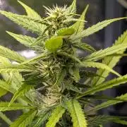 Strawberry Cola Sherbet F1 Sweet Seeds