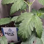 Banana Frost