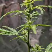 Toffee Pudding Auto Anesia Seeds