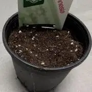 Watermelon Candy Auto - Zamnesia Seeds