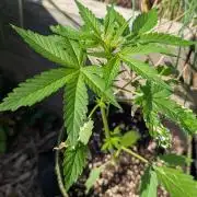 Toffee Pudding Auto Anesia Seeds
