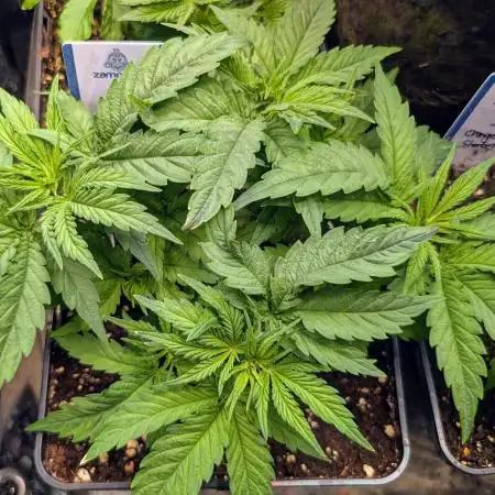 Mental Rainbow F1 Sweet Seeds
