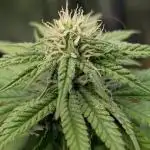 Orange Sherbet FF Fast Buds