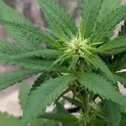 Diablo Rojo XL Auto - Sweet Seeds