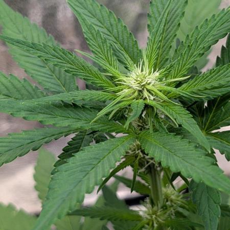Diablo Rojo XL Auto - Sweet Seeds