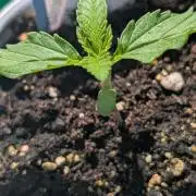 Diablo Rojo XL Auto - Sweet Seeds