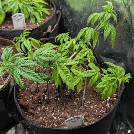 Glue Prom Walipini Seeds