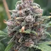 Purple Lemonade Auto Fast Buds Outdoor