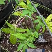 Violet Face Auto Anesia Seeds