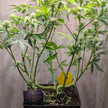 Eternity Grow Cup  Sticky Broccoli Auto