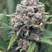 Purple Lemonade Auto Fast Buds Outdoor