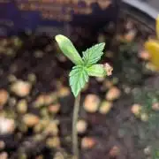 Eternity Grow Cup  Sticky Broccoli Auto