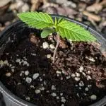Skunk Auto Fast Buds Mini Grow