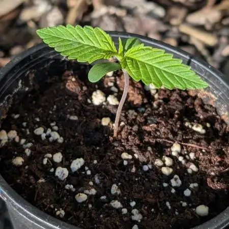 Skunk Auto Fast Buds Mini Grow