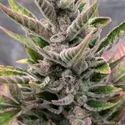 Auto Super Skunk - Sensible Seeds