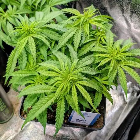 Papaya Zoap F1 Sweet Seeds