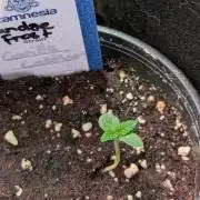 Sundae Frost