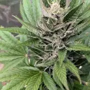 Auto Super Skunk - Sensible Seeds