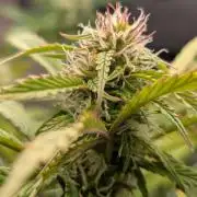 Eternity Grow Cup  Sticky Broccoli Auto