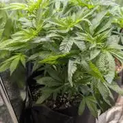Super Boof Weed Seed Shop