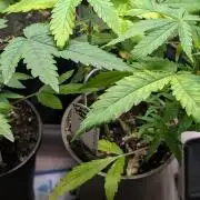 Strawberry Cola Sherbet F1 Sweet Seeds