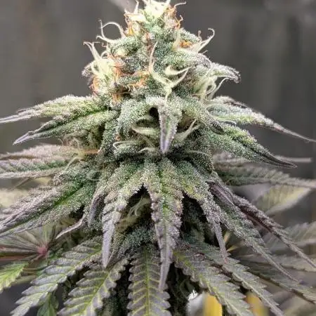 Papaya Zoap F1 Sweet Seeds
